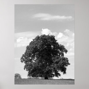 Poster Vieux arbre