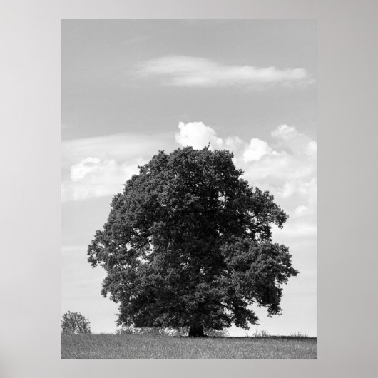Poster Vieux arbre (Devant)