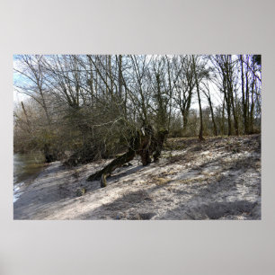 Poster Vieux arbre sur la rive du fleuve près de Nierstei