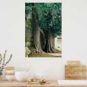 Poster Vieux arbres de Yew (Cuisine)
