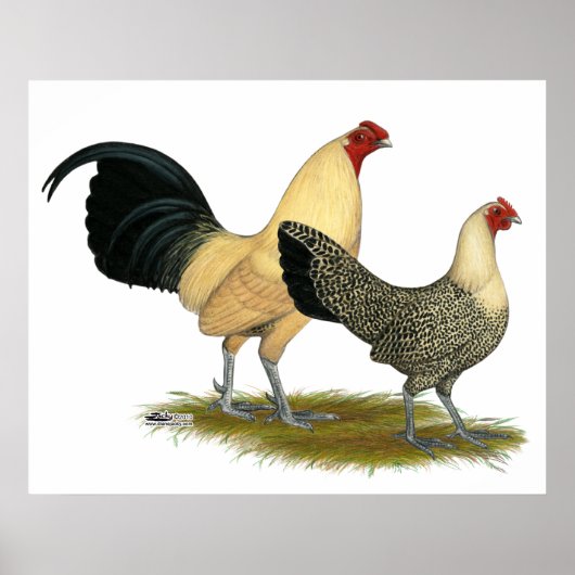 Poster Vieux Boutons à la crème anglaise (Devant)