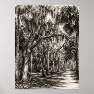 Poster Vieux chêne de Floride Hammock Graphite Croquis