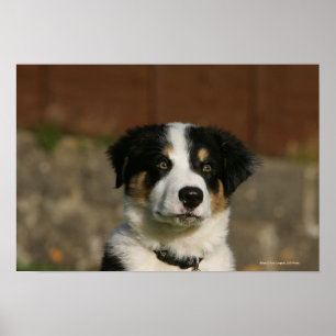 Poster Vieux Headshot de chiot de border collie de 12
