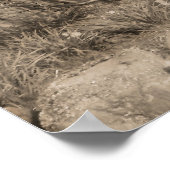 Poster Vieux moulin avec arbres - Ecosse (Coin)