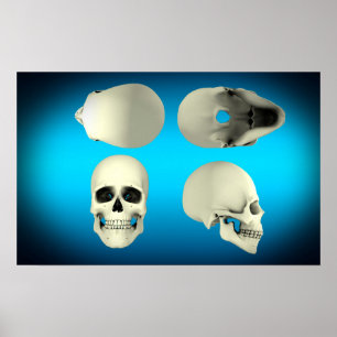 Poster View Of Human Skull From Different Angles