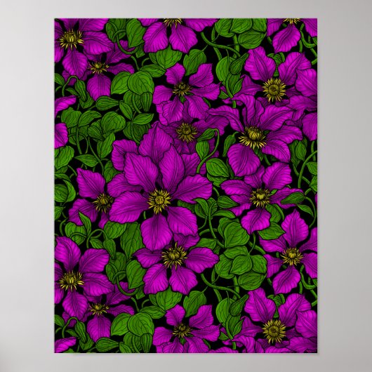 Poster Vigne Clematis rose (Devant)