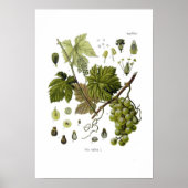 Poster Vigne de raisin (Devant)