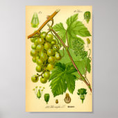 Poster Vigne de raisin commun (Vitis vinifera) (Devant)
