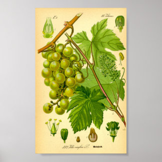 Poster Vigne de raisin commun (Vitis vinifera)