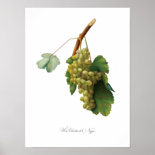 Poster Vigne de raisin - illustration Vintage (Devant)