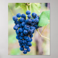 Vigne de raisin pour vin et vigneron cadeau