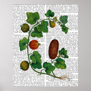 Poster Vigne de squash 3