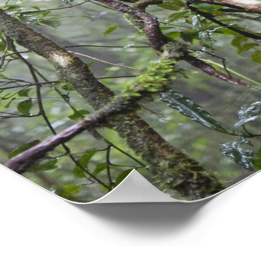 Poster vigne et branches tordues dans la forêt tropicale (Coin)