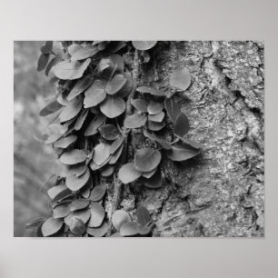 Poster Vigne Feuillue Sur Arbre En Nature Noire Et Blanch