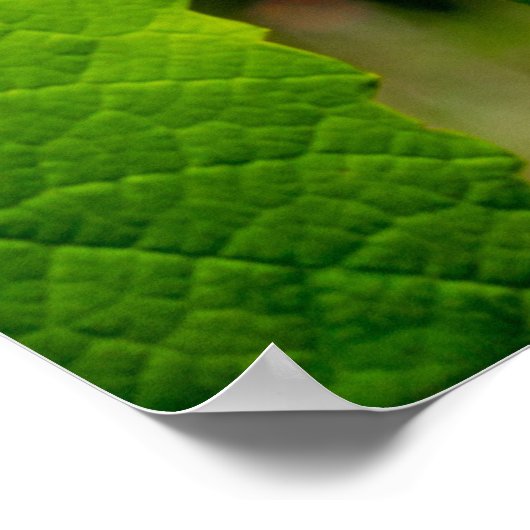 Poster Vigne Isabelle (Coin)