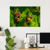 Poster Vigne Isabelle (Bureau à domicile)