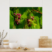 Poster Vigne Isabelle (Cuisine)