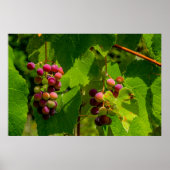 Poster Vigne Isabelle (Devant)