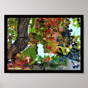 Poster Vigne rouge rustique