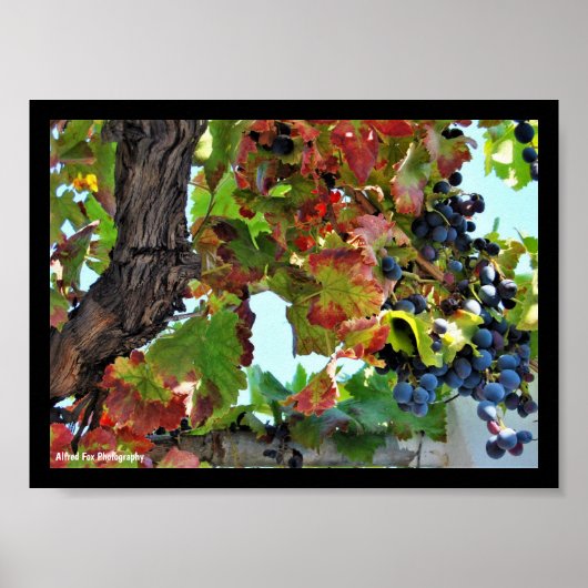 Poster Vigne rouge rustique (Devant)
