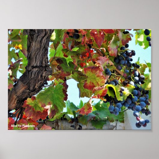 Poster Vigne rouge rustique (Devant)