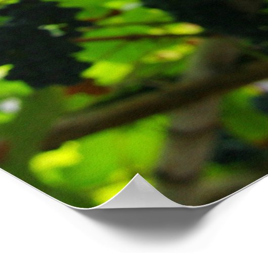 Poster Vignes à raisins (Coin)