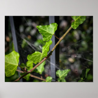 Poster Vignes et toiles d'araignée
