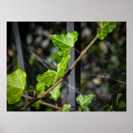 Poster Vignes et toiles d'araignée (Devant)