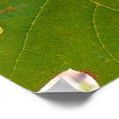 Poster Vignoble (Coin)