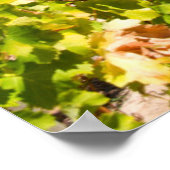 Poster Vignoble, Cap, Western Cape, Afrique du Sud (Coin)