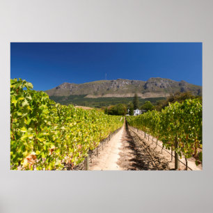 Poster Vignoble, Cap, Western Cape, Afrique du Sud