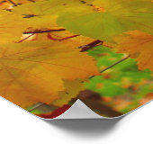 Poster Vignoble de Napa Valley (Coin)