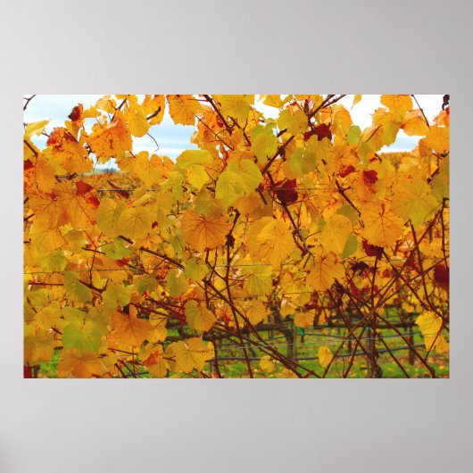 Poster Vignoble de Napa Valley (Devant)