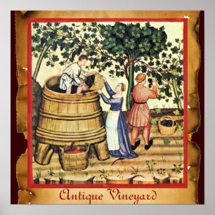 POSTER VIGNOBLE DE VIGNE ANTIQUE RÉCOLTE PARCHEMIN
