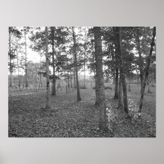 Poster Vignoble du Tennessee (Devant)