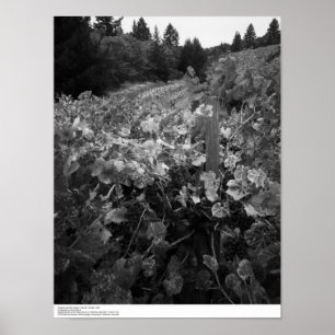 Poster Vignoble et collines, vignoble de Draper, 1966
