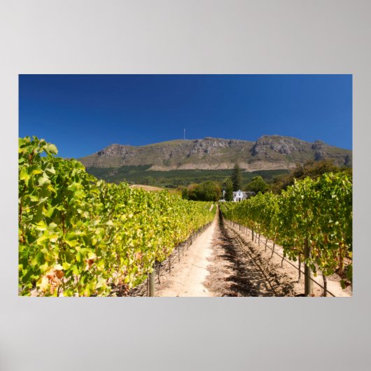 Poster Vignoble, Le Cap, Cap-Occidental, Afrique du Sud (Devant)