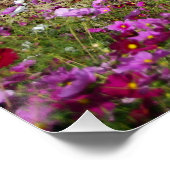 Poster Vignoble Napa Valley avec Cosmos (Coin)