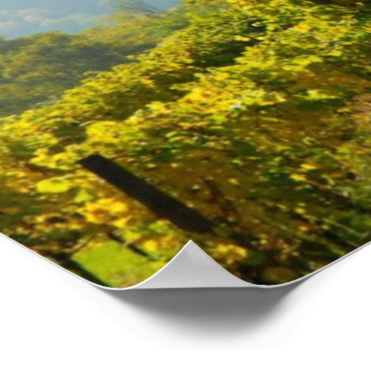 Poster Vignoble près de Krems (Coin)