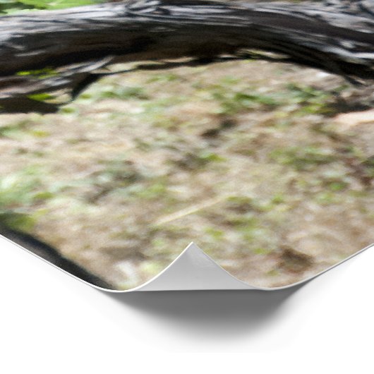 Poster Vignoble rangée de vignes (Coin)