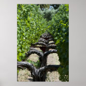Poster Vignoble rangée de vignes (Devant)