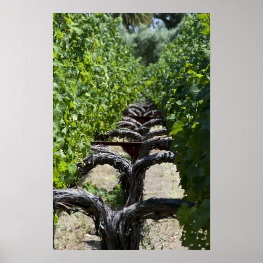 Poster Vignoble rangée de vignes (Devant)