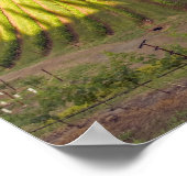 Poster Vignoble. Vallée de Napa. Napa. Comté de Napa, (Coin)