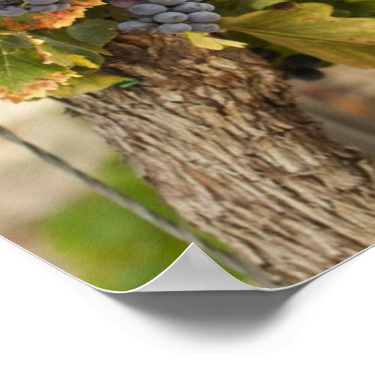 Poster Vignobles Au Coucher Du Soleil (Coin)