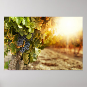 Poster Vignobles Au Coucher Du Soleil