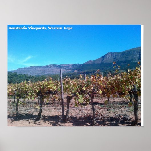 Poster Vignobles de Constantia, Western Cape (Devant)