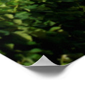 Poster Vignobles De Groot Constantia (Coin)