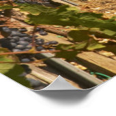 Poster Vignobles, vignes petit verdot et cave à vin en (Coin)