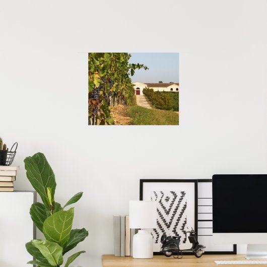 Poster Vignobles, vignes petit verdot et cave à vin en (Bureau à domicile)