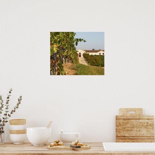 Poster Vignobles, vignes petit verdot et cave à vin en (Cuisine)
